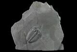 Large, Elrathia Trilobite Fossil - Utah - House Range #139548-1